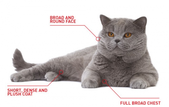 Mèo Anh lông ngắn - British Shorthair