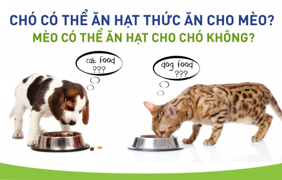 Chó có thể ăn hạt thức ăn cho mèo? Mèo có thể ăn hạt cho chó không?