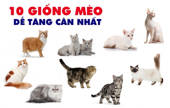 10 giống mèo dễ béo phì nhất