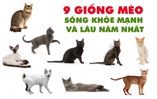 9 giống mèo khỏe mạnh và sống thọ nhất