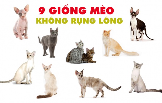 Top 9 giống mèo không rụng lông