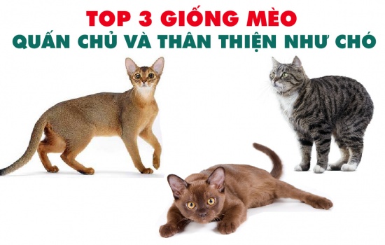 Top 3 giống mèo quấn chủ như chó