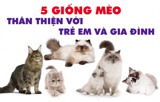 Top 5 giống mèo thân thiện với trẻ em