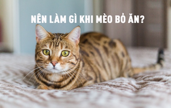 NÊN LÀM GÌ KHI MÈO BỎ ĂN?