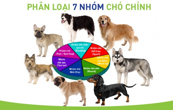 Tìm hiểu và phân biệt 7 nhóm chó chính trước khi nuôi