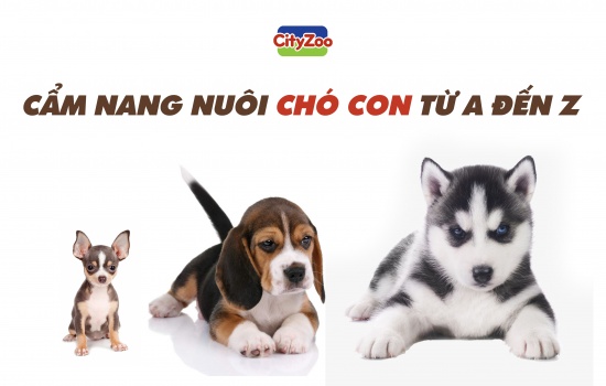 Cách nuôi chó con khỏe mạnh thông minh và mau lớn