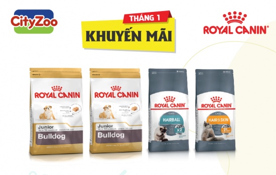 ROYAL CANIN khuyến mãi Bulldog, Hairball và Hair & Skin tháng 1-2019