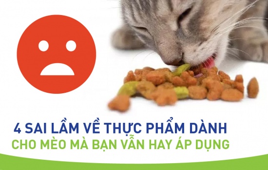 4 SAI LẦM VỀ THỰC PHẨM DÀNH CHO MÈO MÀ BẠN VẪN HAY ÁP DỤNG