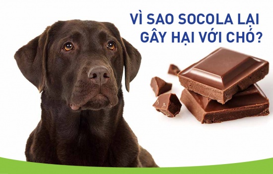 VÌ SAO SOCOLA LẠI GÂY HẠI VỚI CHÓ?