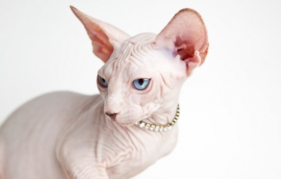 Giống mèo không lông Sphynx huyền bí