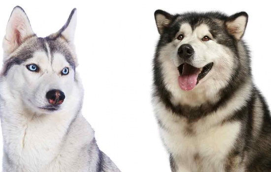 Cách phân biệt chó Husky và Alaska