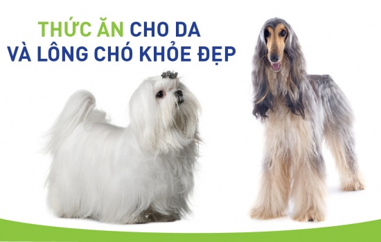 Thức ăn cho da và lông chó khỏe đẹp