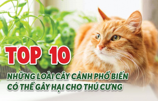 CÂY CẢNH NGUY HIỂM VỚI THÚ CƯNG