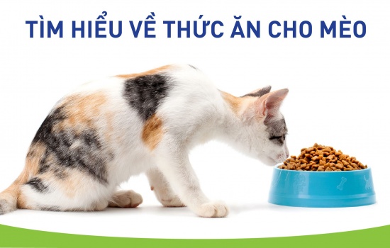 Tìm hiểu về thức ăn cho mèo