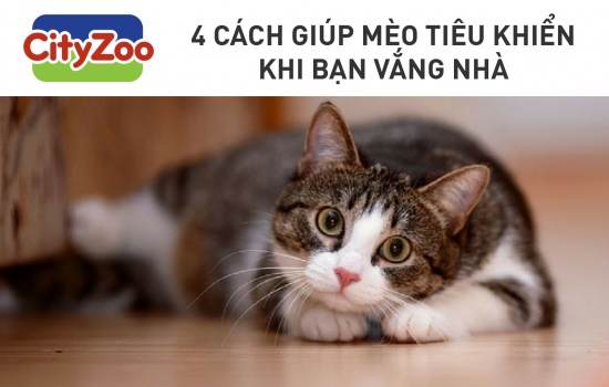 4 cách giúp mèo tiêu khiển khi bạn vắng nhà