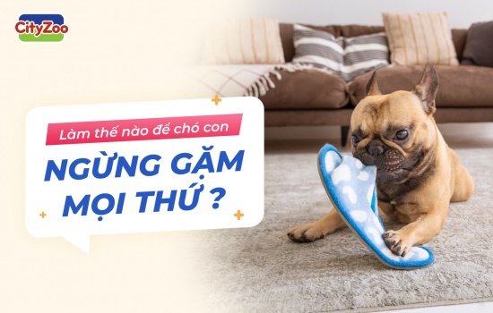 LÀM THẾ NÀO ĐỂ CHÓ NGỪNG GẶM MỌI THỨ