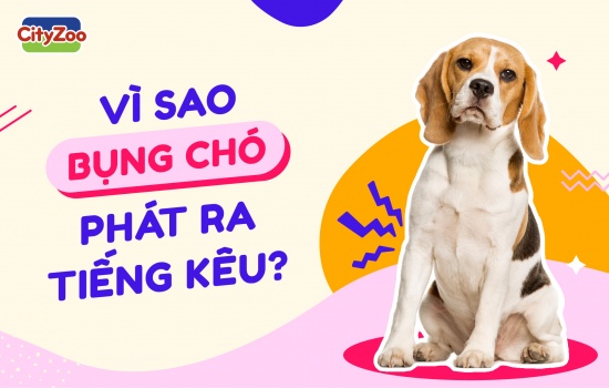 VÌ SAO BỤNG CHÓ PHÁT RA TIẾNG KÊU?