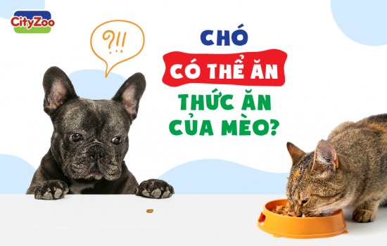 CHÓ CÓ THỂ ĂN THỨC ĂN CỦA MÈO?