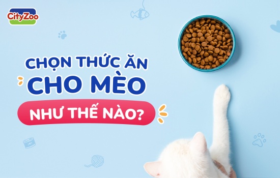 CHỌN THỨC ĂN CHO MÈO NHƯ THẾ NÀO?