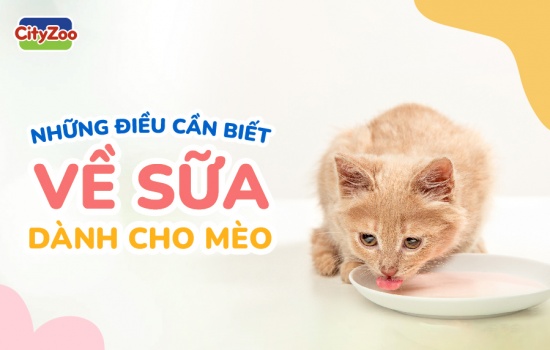 NHỮNG ĐIỀU CẦN BIẾT VỀ SỮA DÀNH CHO MÈO