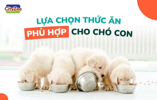 LỰA CHỌN THỨC ĂN PHÙ DÀNH CHO CHÓ CON