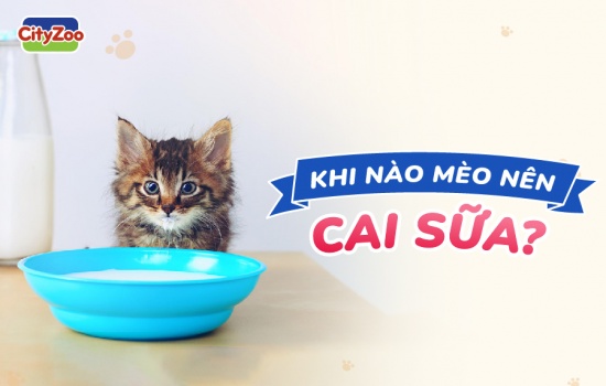 KHI NÀO MÈO NÊN CAI SỮA?