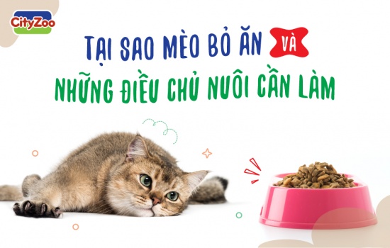 TẠI SAO MÈO BỎ ĂN VÀ NHỮNG ĐIỀU CHỦ NUÔI CẦN LÀM