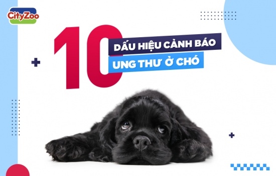 10 DẤU HIỆU CẢNH BÁO UNG THƯ Ở CHÓ