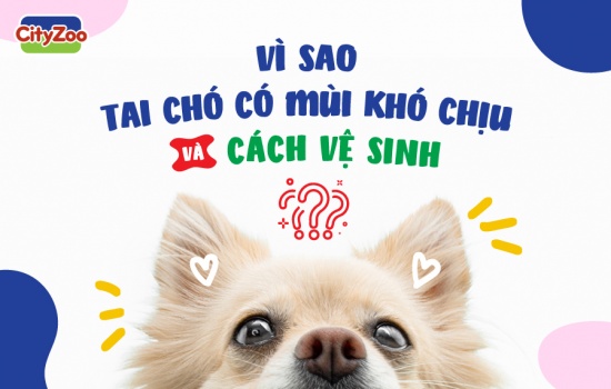 VÌ SAO TAI CHÓ CÓ MÙI KHÓ CHỊU VÀ CÁCH VỆ SINH