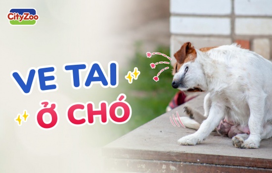 VE TAI Ở CHÓ