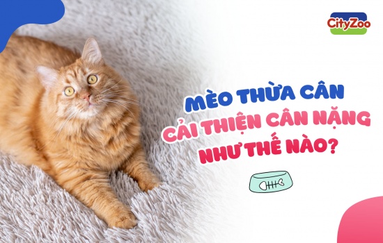 MÈO THỪA CÂN: CẢI THIỆN CÂN NẶNG NHƯ THẾ NÀO?