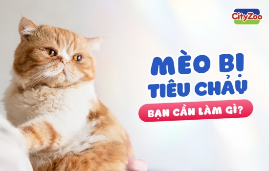 MÈO BỊ TIÊU CHẢY: BẠN CẦN LÀM GÌ