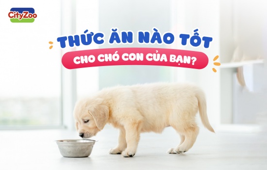 THỨC ĂN NÀO TỐT CHO CHÓ CON CỦA BẠN?