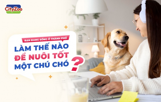 LÀM THẾ NÀO ĐỂ NUÔI TỐT MỘT CHÚ CHÓ?