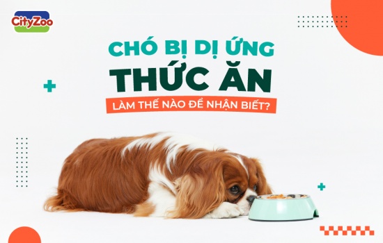 CHÓ BỊ DỊ ỨNG THỨC ĂN: LÀM THẾ NÀO ĐỂ NHẬN BIẾT?