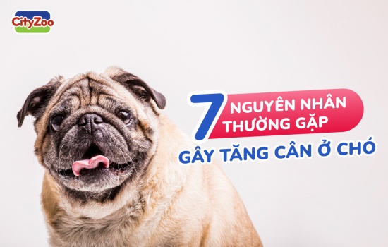 7 NGUYÊN NHÂN THƯỜNG GẶP GÂY TĂNG CÂN Ở CHÓ