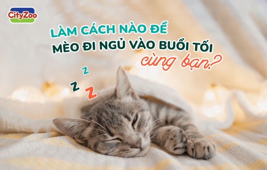 LÀM CÁCH NÀO ĐỂ MÈO ĐI NGỦ VÀO BUỔI TỐI CÙNG BẠN