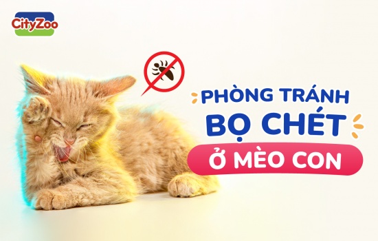 PHÒNG TRÁNH BỌ CHÉT Ở MÈO CON