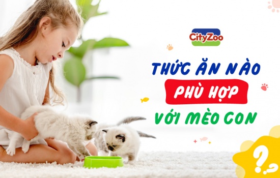 THỨC ĂN NÀO PHÙ HỢP VỚI MÈO CON