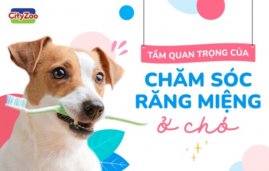 TẦM QUAN TRỌNG CỦA CHĂM SÓC RĂNG MIỆNG Ở CHÓ