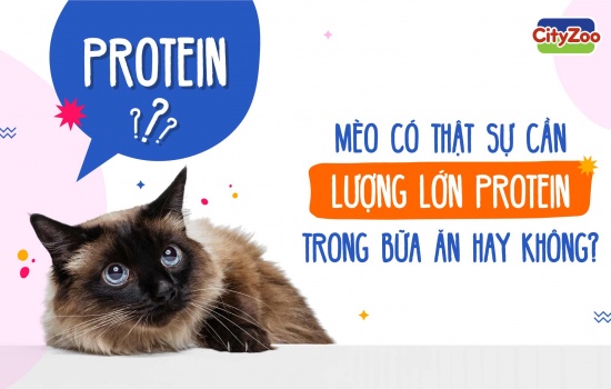 MÈO CÓ THẬT SỰ CẦN LƯỢNG LỚN PROTEIN TRONG BỮA ĂN HAY KHÔNG?