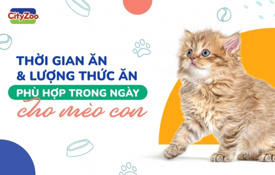 THỜI GIAN ĂN VÀ LƯỢNG THỨC ĂN PHÙ HỢP TRONG NGÀY CHO MÈO CON