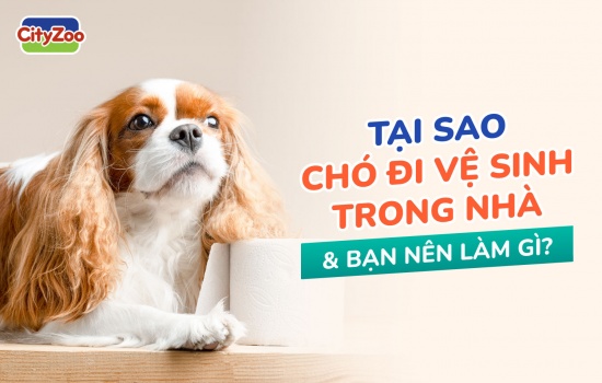 TẠI SAO CHÓ ĐI VỆ SINH TRONG NHÀ VÀ BẠN NÊN LÀM GÌ