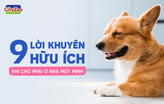 9 LỜI KHUYÊN HỮU ÍCH KHI CHÓ PHẢI Ở NHÀ MỘT MÌNH