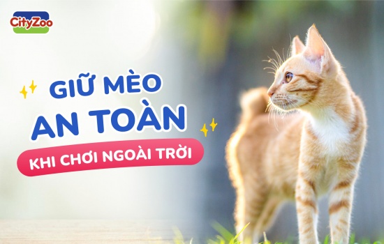 GIỮ MÈO AN TOÀN KHI CHƠI NGOÀI TRỜI